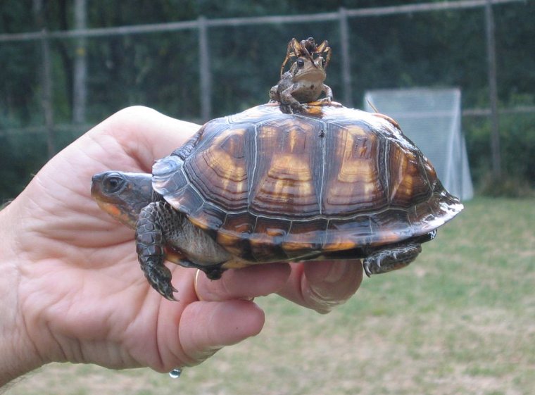 Беременная черепашка