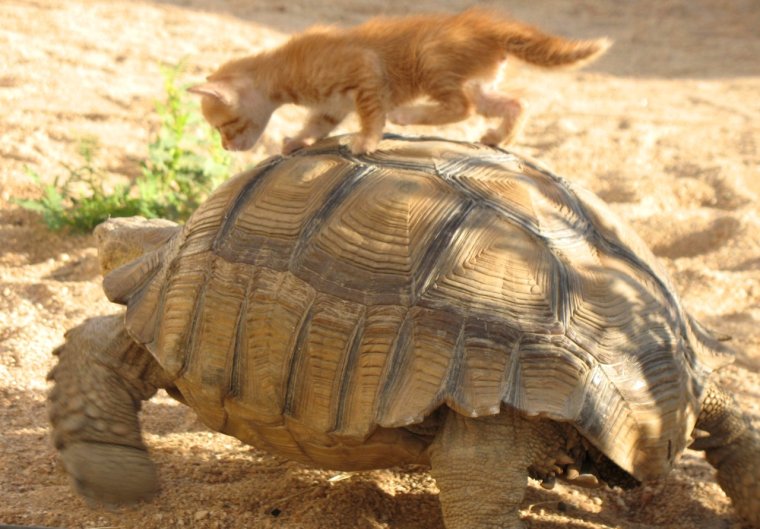 Покатай меня большая черепаха