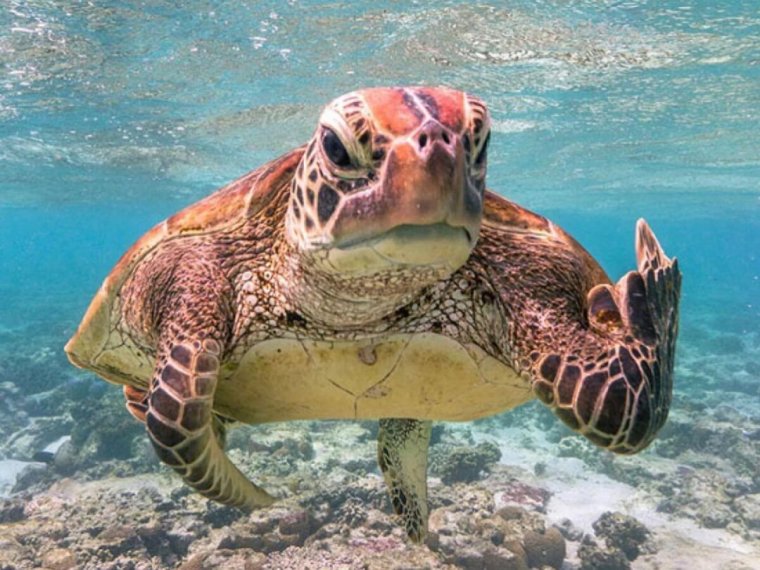 Австралийская черепаха