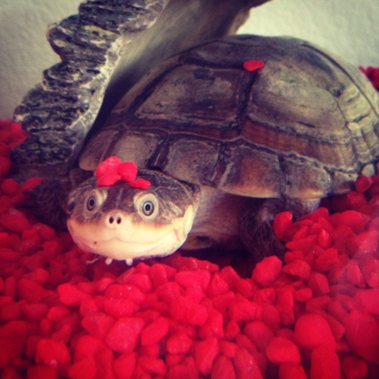 Забавные черепахи