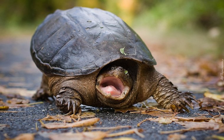 Забавная черепашка