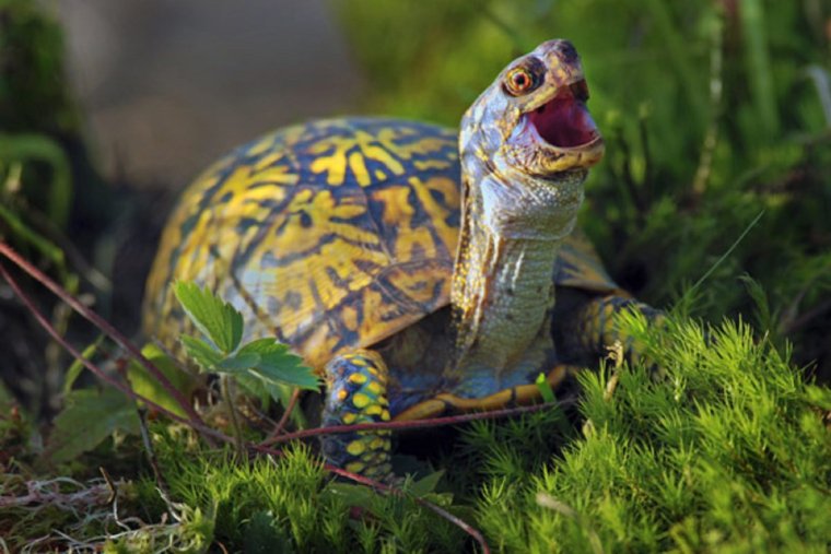 Веселая черепаха