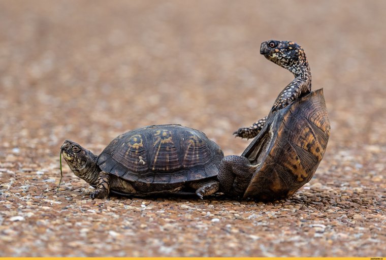 Прикольные черепахи
