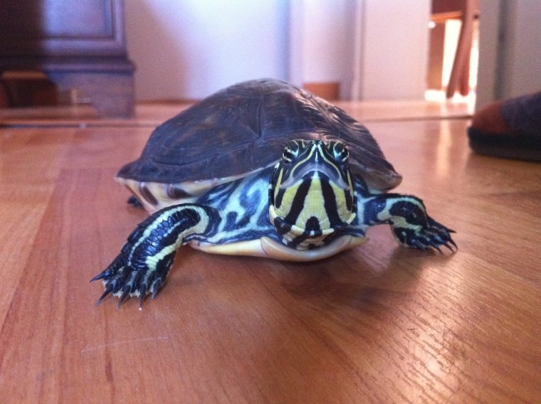 Лягушка черепаха