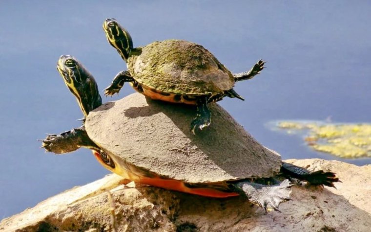 Черепаха Пресноводная горбатая