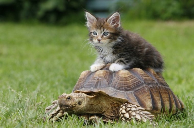 Котенок черепашка