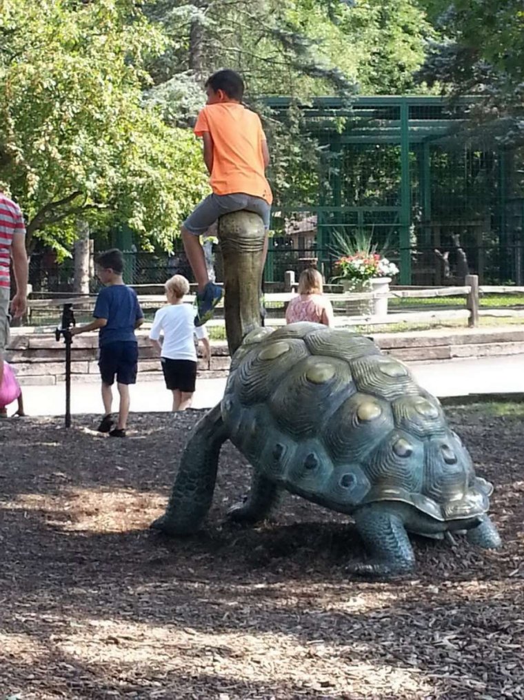 Черепаха на черепахе