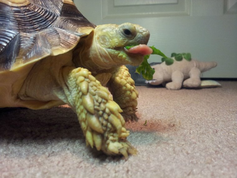 Милые Сухопутные черепахи