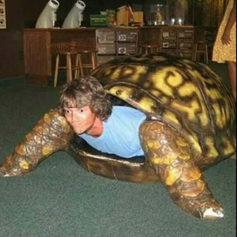 Упоротая черепаха