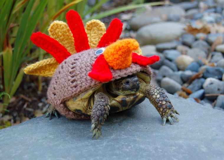 Милые черепахи
