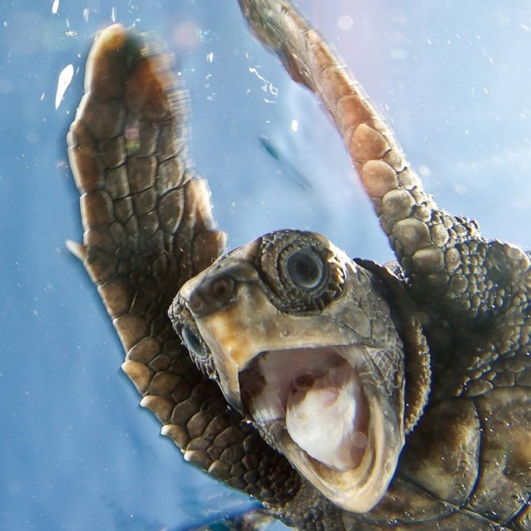 Испуганная черепаха