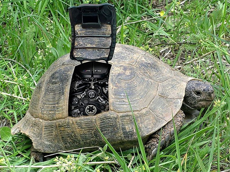 Черепаха прикол