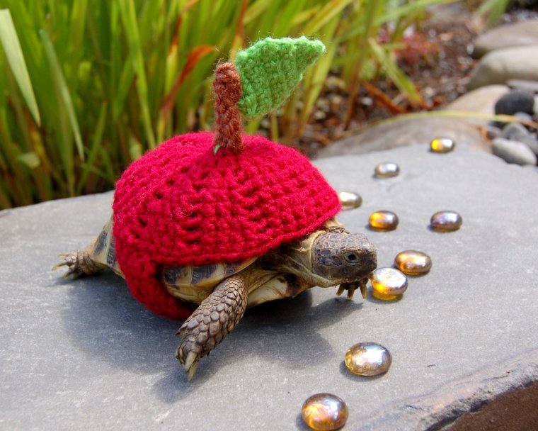 Одежда для черепах