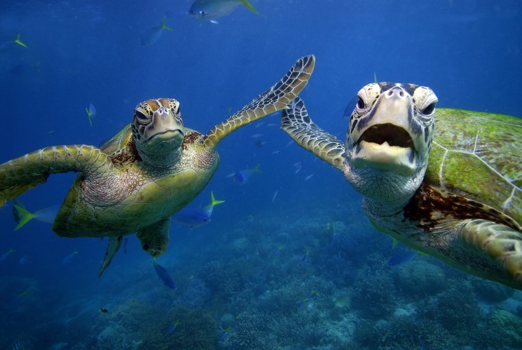 Морская черепаха прикольная