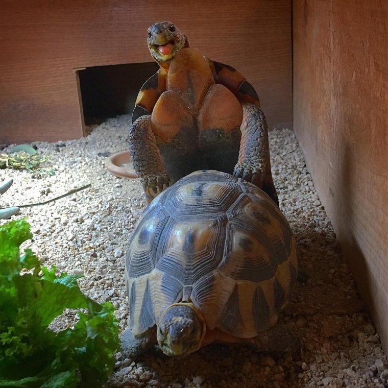 Жирная черепаха