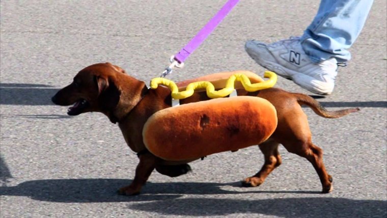 Такса хот дог