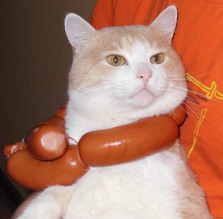 Колбаса для кошек