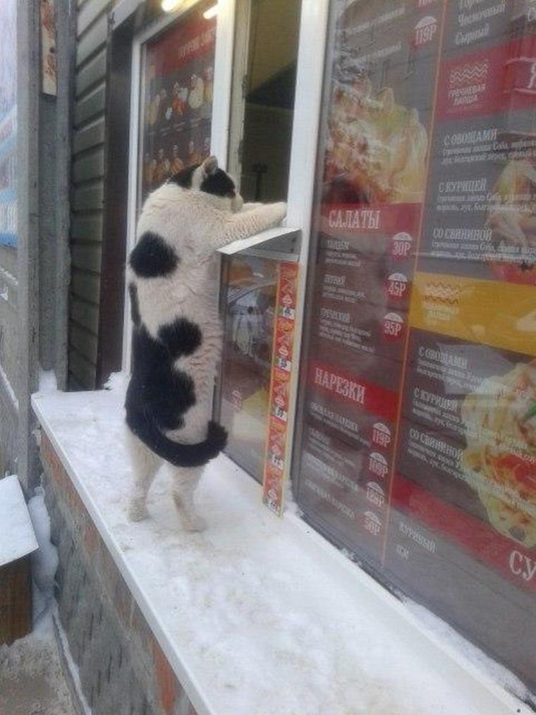 Шаверма из кота прикол