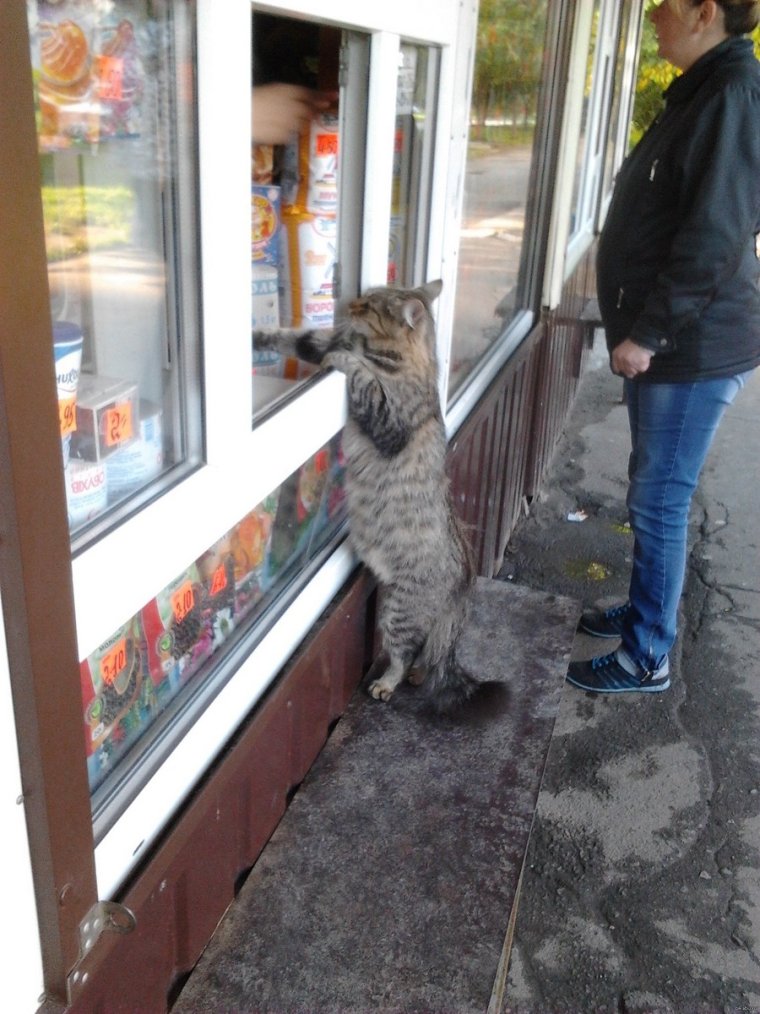 Шаурма из собак и кошек