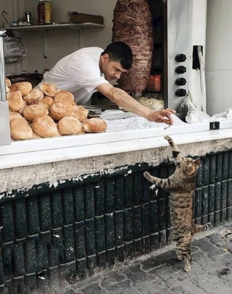 Шаурма из кошки