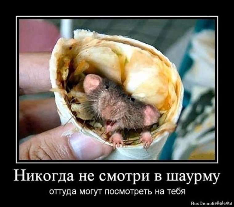 Шаурма прикол