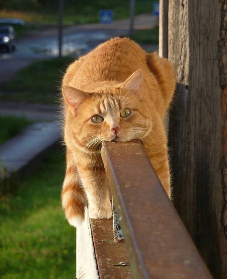 Рыжик кот смешной