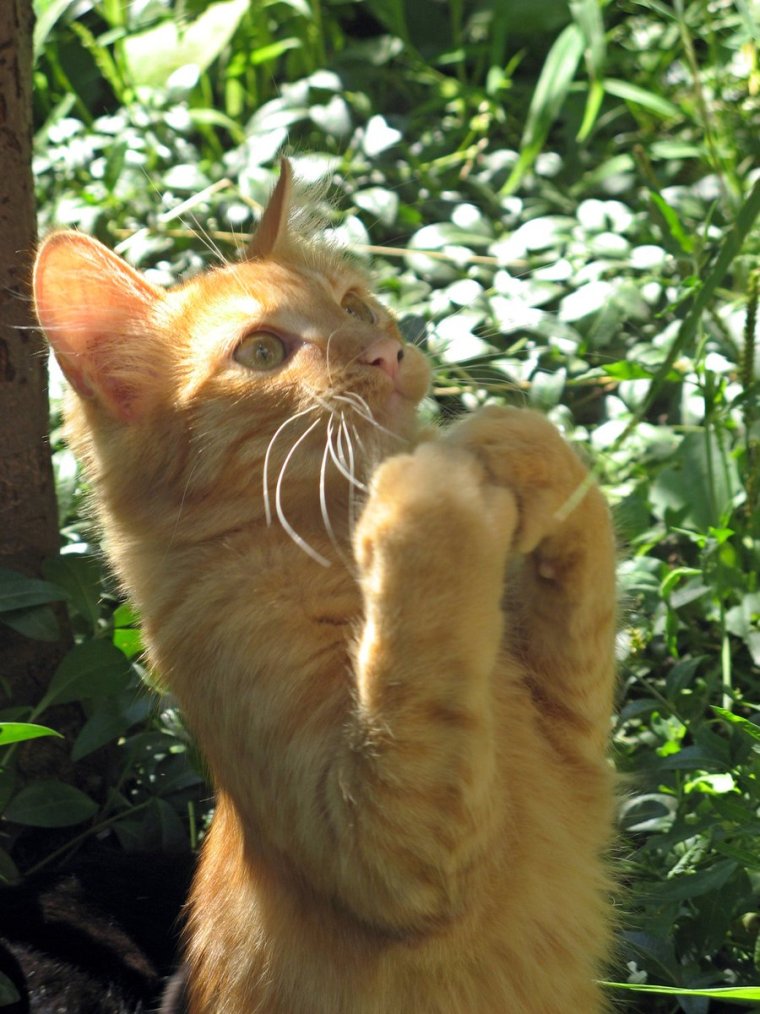 Рыжие коты прикольные
