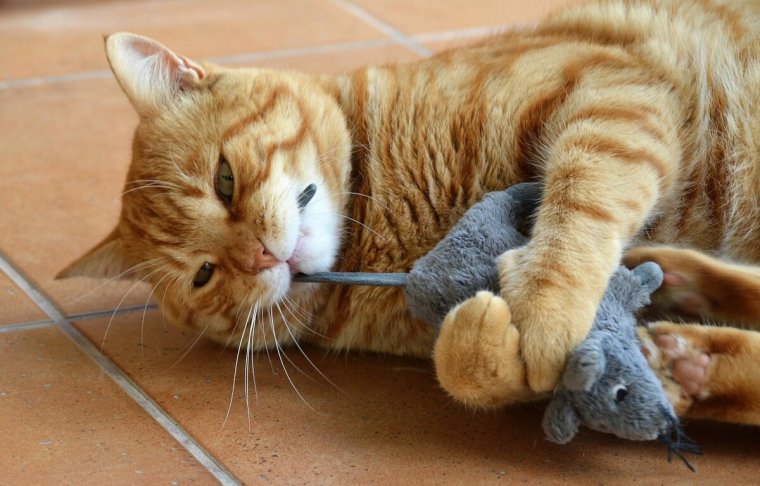 Прикольные кошки