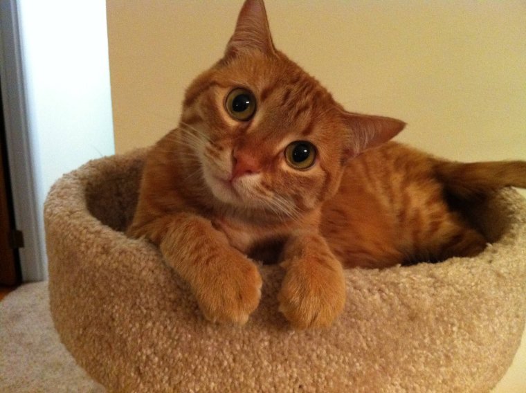 Слушающий кот