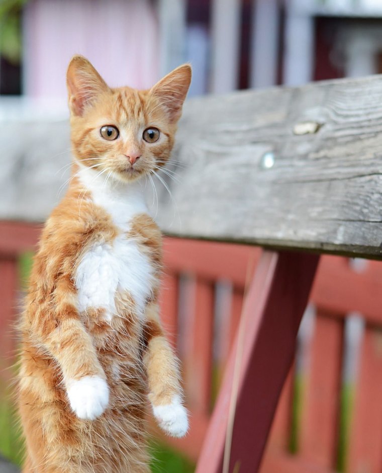 Смешные котята