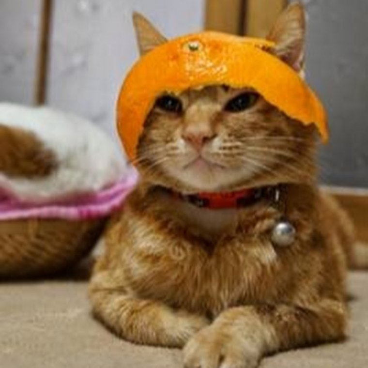 Смешные рыжие котики