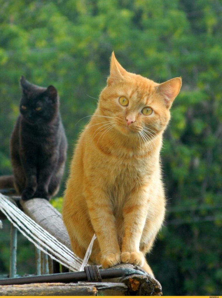 Смешной рыжий кот