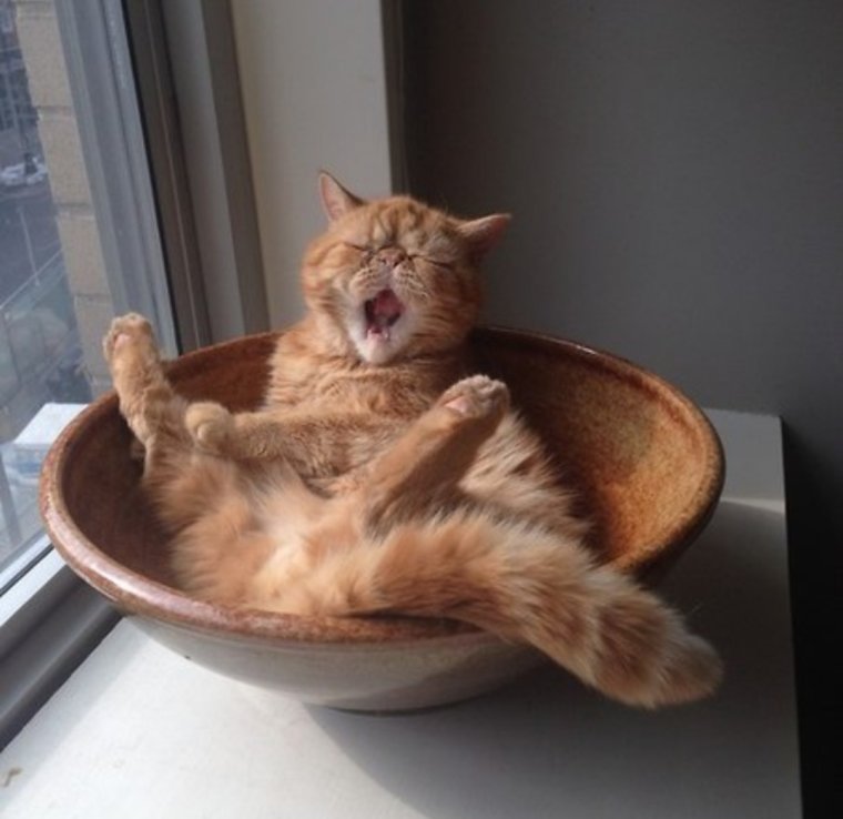 Смешные коты