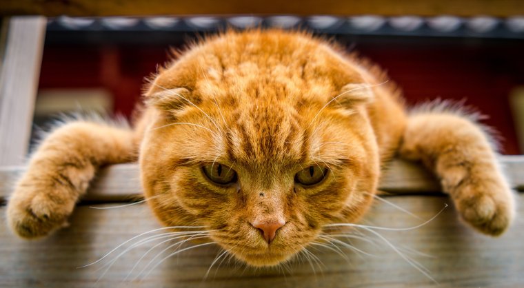 Наглый рыжий кот