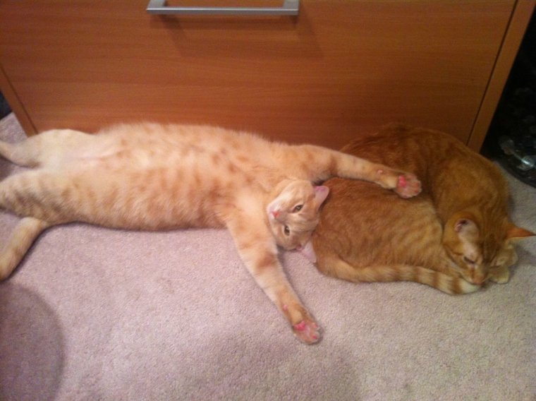 Рыжий кот пузо