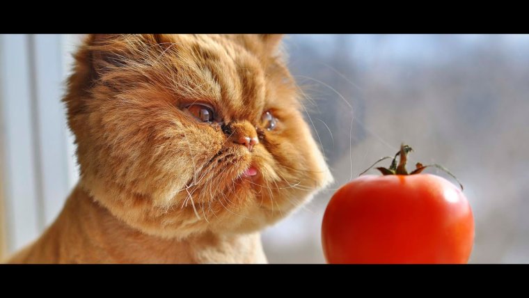 Кошка ест помидоры