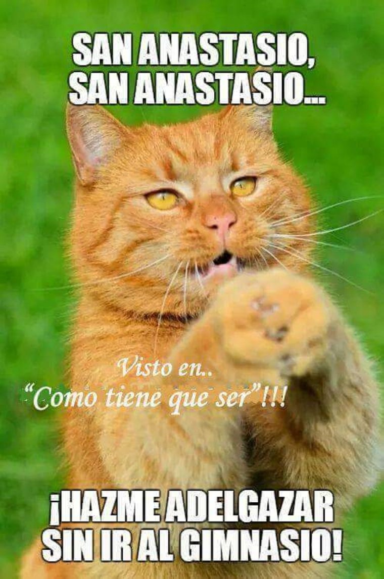 Удивленный рыжий кот