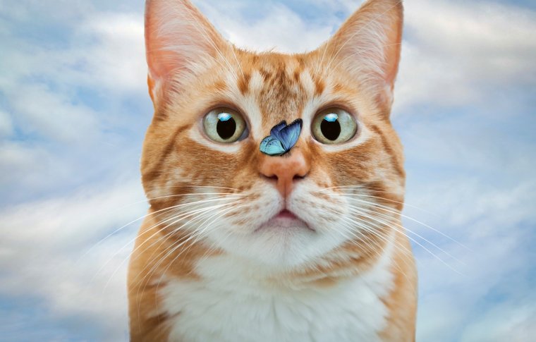 Прикольный рыжий кот