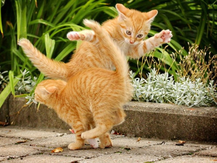 Рыжая кошка смешная