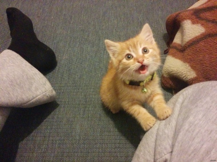 Коты комментарии