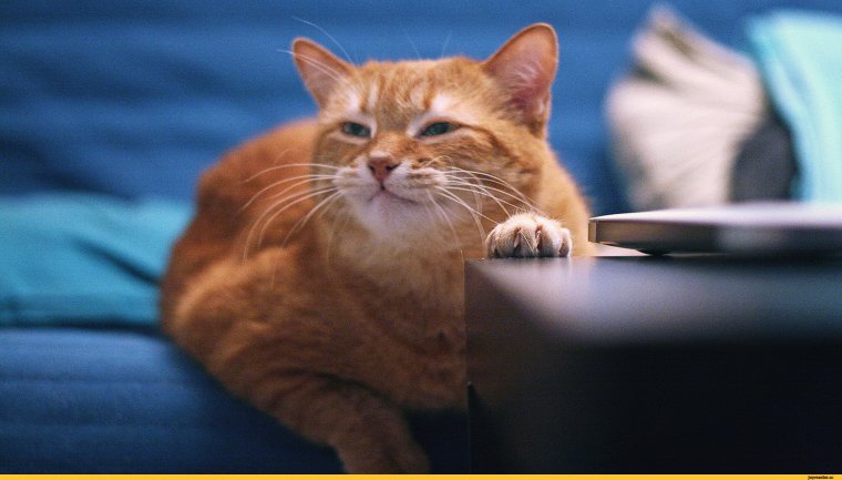 Кот изображение с приколом рыжий