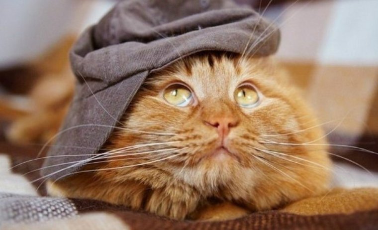 Смешной рыжий кот