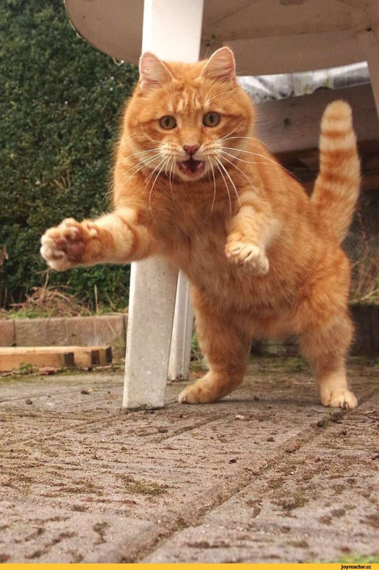 Наглый толстый рыжий кот