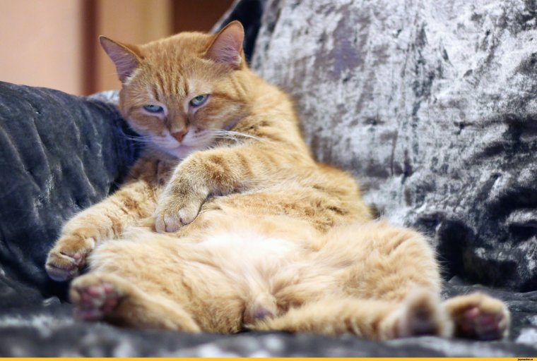 Рыжий кот картинки приколы