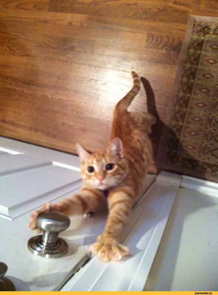 Прикол рыжий кот прикол