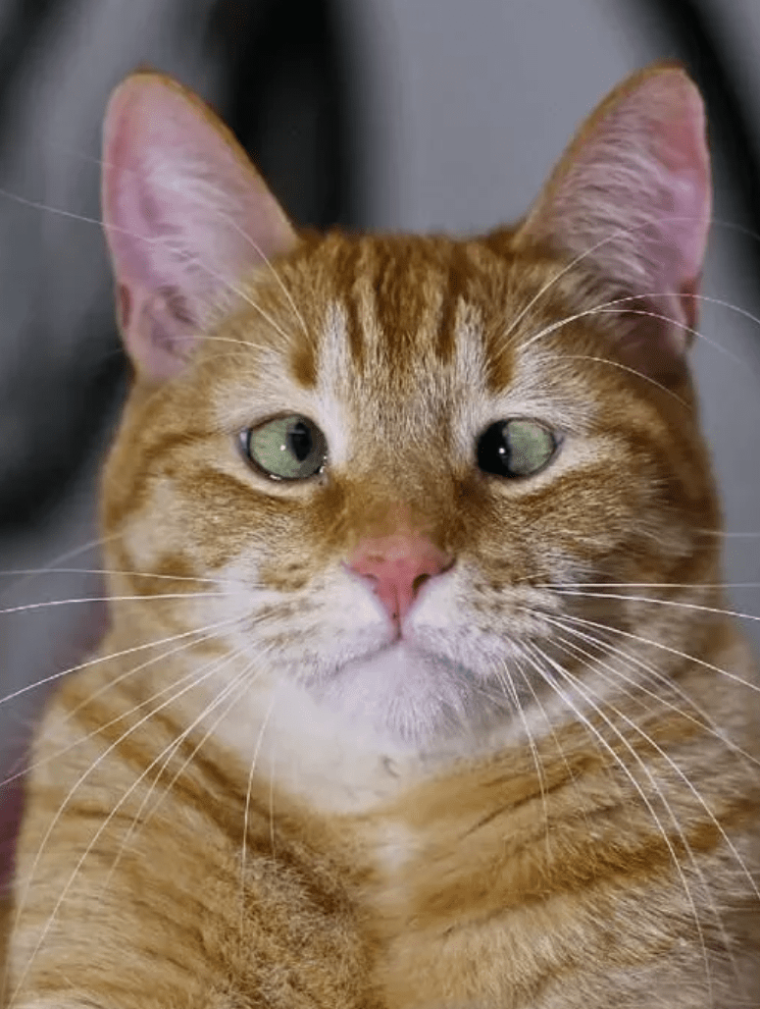 Косоглазый кот Джарвис