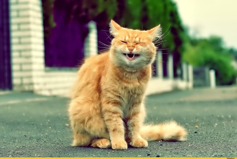 Веселые кошки