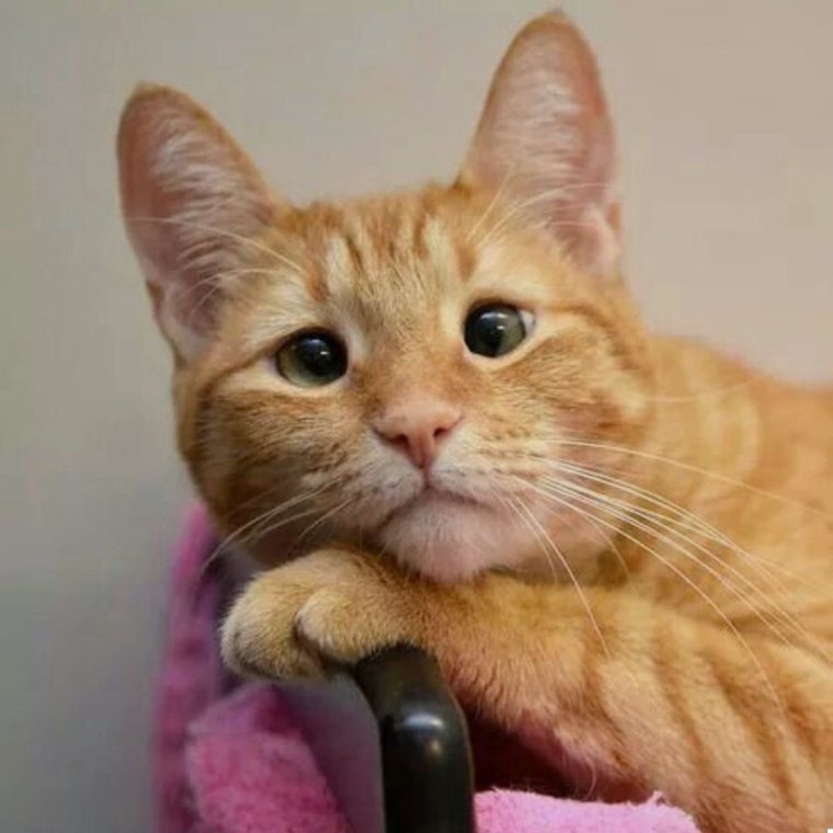 Смешные рыжие котики