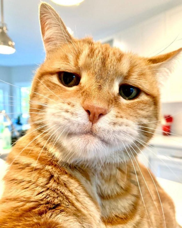 Рыжий кот селфи