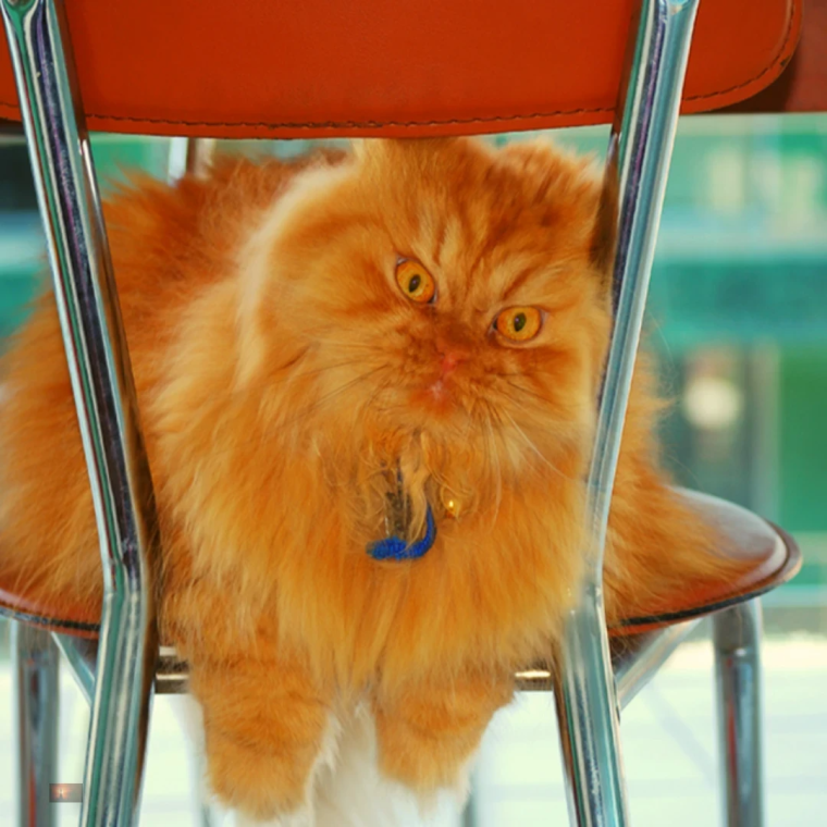 Злой рыжий кот